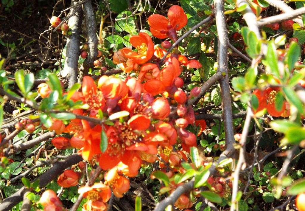 cv di Chaenomeles speciosa (Rosaceae)